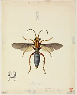 Hardwicke: Tachytes sp. Sand-loving wasp