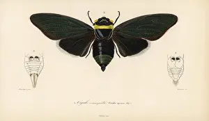Cicada: Tacua speciosa cicada