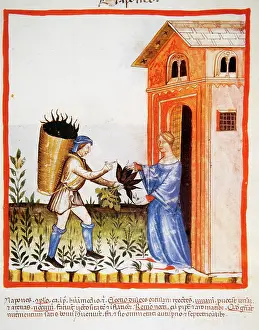 Cultivate: Tacuinum Sanitatis. 14 th century. Medieval handbook of heal
