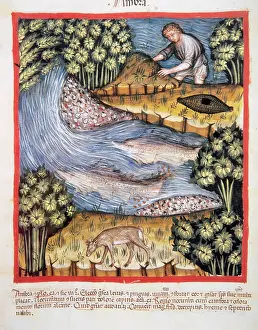Nanny: Tacuinum Sanitatis. 14th century. Medieval handbook of healt