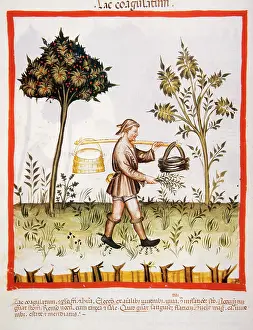 Handbook: Tacuinum Sanitatis. 14th century. Farmer carrying a bucket o