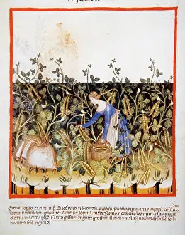 Landed: Tacuinum Sanitatis. 14th century. Medieval handbook of healt