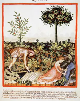 Handbook: Tacuinum Sanitatis. 14th century. Medieval handbook of healt