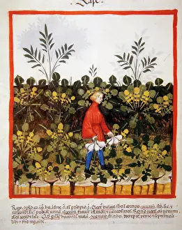 Cultivate: Tacuinum Sanitatis. 14th century. Medieval handbook of healt