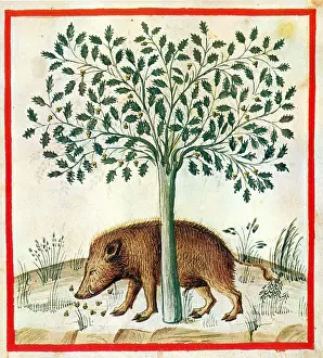 Boar: Tacuinum Sanitatis, Acorns