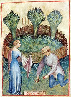 Hygienic: Tacuinum Sanitatis, Asparagus