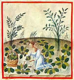Beta: Tacuinum Sanitatis, Beets