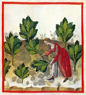 Cabbage: Tacuinum Sanitatis, Cabbage