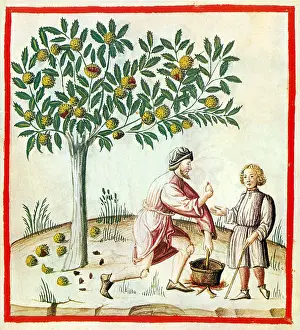 Hygiene: Tacuinum Sanitatis, Chestnuts