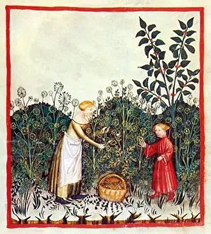 Hygiene: Tacuinum Sanitatis, Dill