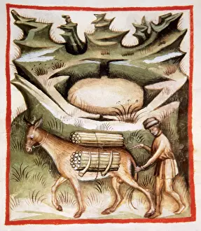 Hygienic: Tacuinum Sanitatis, Donkey Driver with Firewood