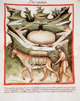 Freight: Tacuinum Sanitatis. Farmer with a pack animal, walking betwe