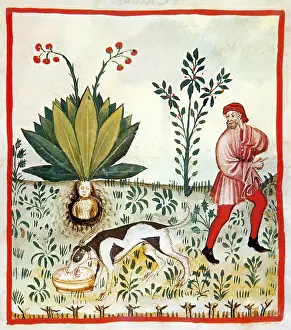 Alchemy: Tacuinum Sanitatis, Fruit of the Mandragora