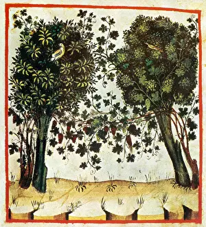 Hygienic: Tacuinum Sanitatis, Grapes