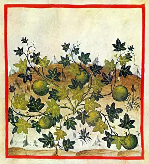 Palestinian: Tacuinum Sanitatis, Indus or Palestinian Melons