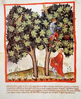 Pickup: Tacuinum Sanitatis. Late 14th century. Picking figs. Miniatu