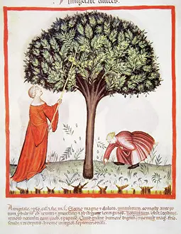 Pick: Tacuinum Sanitatis. Late 14th century. Farmers harvesting al