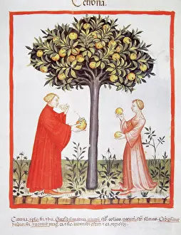 Bitter: Tacuinum Sanitatis. Late 14th century. Farmers harvesting bi
