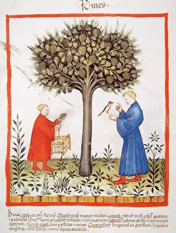 Handbook: Tacuinum Sanitatis. Late 14th century. Farmers harvesting pi