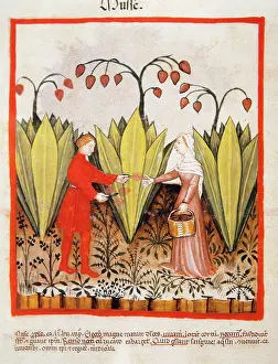Handbook: Tacuinum Sanitatis. Late 14th century. Farmers in a banana p