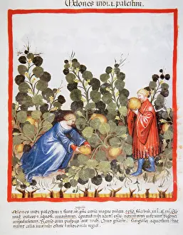 Handbook: Tacuinum Sanitatis. Late 14th century. Farmers picking melon