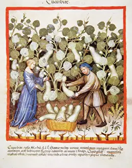 Pick: Tacuinum Sanitatis. Late 14th century. Farmers harvesting pu
