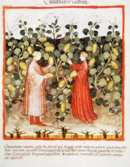Pick: Tacuinum Sanitatis. Late 14th century. Farmers harvesting cu