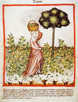 Handbook: Tacuinum Sanitatis. Late 14th century. Peasant with a basket