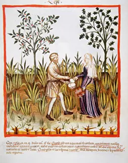 Pick: Tacuinum Sanitatis. Late 14th century. Farmers harvesting on