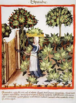Orchard: Tacuinum Sanitatis. Late 14th century. Farmer in her orchard