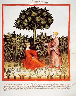 Handbook: Tacuinum Sanitatis. Late 14th century. Couple with a plantat