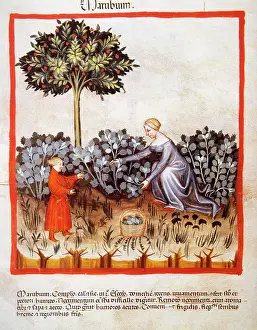 Handbook: Tacuinum Sanitatis. Late 14th century. Harvest of horehound