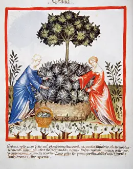 Sage: Tacuinum Sanitatis. Late 14th century. Women picking salvia