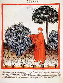 Handbook: Tacuinum Sanitatis. Late 14th century. Man harvesting absint