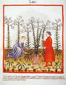 Fleur: Tacuinum Sanitatis. Late 14th century. Marriage picking fleu