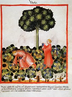Handbook: Tacuinum Sanitatis. Late 14th century. Picking violets. Mini