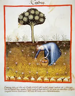 Handbook: Tacuinum Sanitatis. Late 14th century. Peasant picking saffr