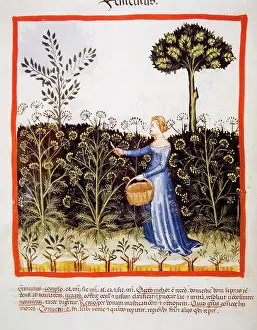 Handbook: Tacuinum Sanitatis. Late 14th century. Peasant picking fenne