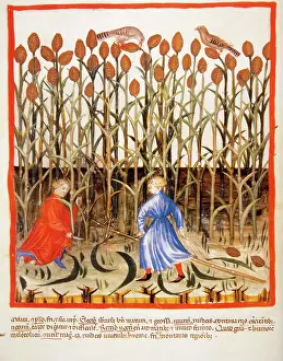 Grain: Tacuinum Sanitatis. Late 14th century. Farmers gathering Afr