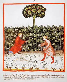 Handbook: Tacuinum Sanitatis. Late 14th century. Farmers gathering bea