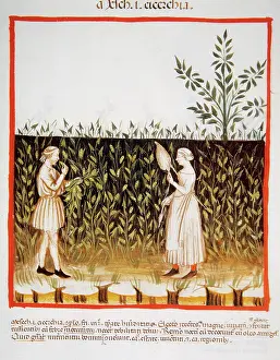 Handbook: Tacuinum Sanitatis. Late 14th century. Farmers in a plantati
