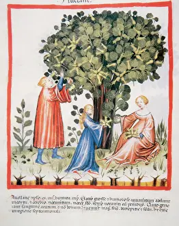 Pick: Tacuinum Sanitatis. Late 14th century. Family picking hazeln