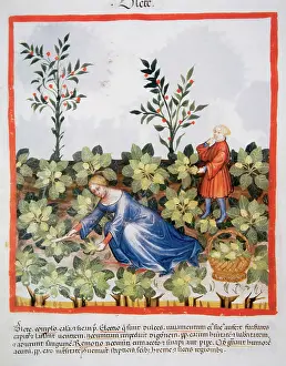 Chard: Tacuinum Sanitatis. Late 14th century. Woman picking chards