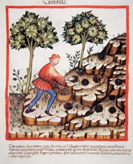 Pick: Tacuinum Sanitatis. Late 14th century. Picking truffles
