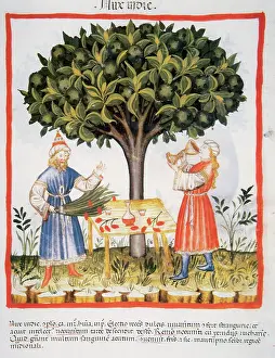 Handbook: Tacuinum Sanitatis. Late XIV century. Developing liquor with