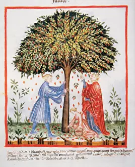 Pick: Tacuinum Sanitatis. Late XIV century. Picking the jujube fr