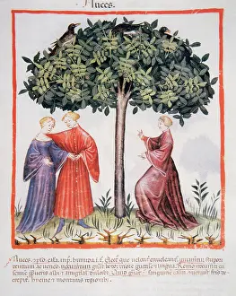 Handbook: Tacuinum Sanitatis. Late XIV century. People next to hazelnu