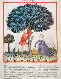 Olive: Tacuinum Sanitatis. Late XIV century. Picking olives