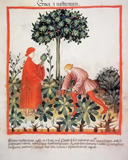 Pick: Tacuinum Sanitatis. Late XIV century. Picking watercress