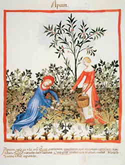 Pick: Tacuinum Sanitatis. Late XIV century. Women picking celery